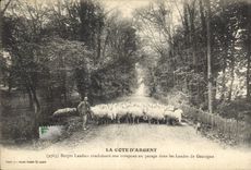 CPA La Cote d'Argent Berger Landais conduisant son troupeau au pacage dans les Landes de Gascogne Mo