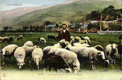 CPA Patre montagnard et son troupeau Moutons Pyrenees