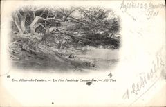 CPA Env d'Hyeres les Palmiers Les Pins Penches de Carqueiranne 