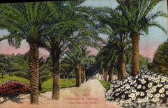 CPA Nice Palmiers du Chateau 