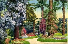CPA La Cote d'Azur Jardin Fleuri 