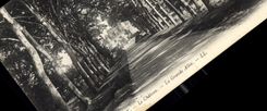 CPA Le Chateau La Grande Allee Chenonceaux