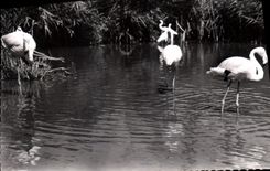 CPA En Camargue B du R Flamants roses 