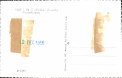 CPA En Camargue B du R Flamants roses 