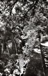 CPM Amelie les Bains P O Perle des Pyrenees Les Gorges du Mondony 