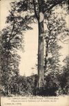 CPA Cerillu Allier Forte de Troncais Les Arbres geants 