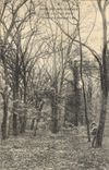 CPA Bois de Boulogne un coin du Bois pres du grand Lac 