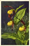 CPA Cypripedium calceolus Fleurs