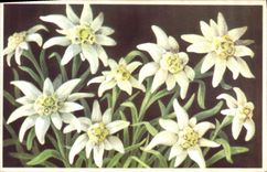 CPA Etoile des Glaciers Edelweiss Leontopodium alpinum 