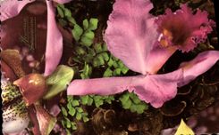 CPA Fleurs