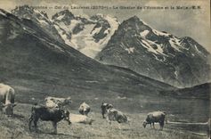 CPA Dauphine Col du Lauteret Le Glacier de l'Homme et la Meije Vaches