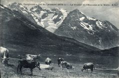 CPA Dauphine Col du Lautaret La Glacier de l'Homme et la Meije Vaches
