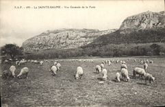 CPA La Sainte Baume Vue Generale de la Foret Moutons