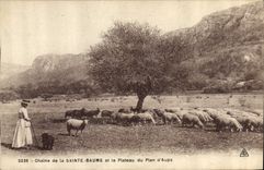 CPA Chaine de la Sainte Baume et le Plateau du Plan d'Aups Moutons