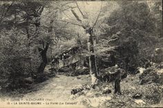 CPA La Sainte Baume La Foret Le Canape 