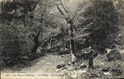 CPA La Sainte Baume La Foret Le Canape 