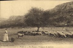 CPA Foret de la Ste Baume Troupeau de moutons 