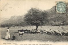 CPA Chaine de la Sainte Baume et le Plateau du Plan d'Aups Moutons