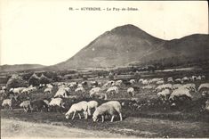 CPA Auvergne Le Puy de Dome Moutons