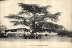 CPA Nimes Le Grand Cedre 