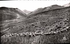 CPA Les Alpes Moutons sur les hauts alpages 