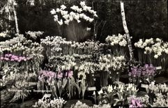 CPA Westfriase Flora Bovenkarspel 