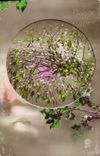 CPA Bonne Annee Fleurs