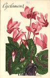 CPA Cyclamens Fleurs