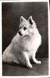 CPM Chien