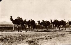 CPA Une Caravane 