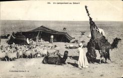 CPA Un campement au Desert Chameaux Moutons