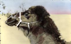 CPA Scenes et Types Chameau Boussaadien 