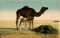 CPA Scenes et Types Chamelle et son Petit 