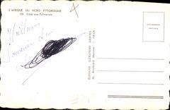 CPA L'Afrique du Nord Pittoresque Dans une Palmeraie