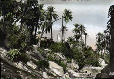 CPA Bou Saada Cite du Bonheur Les Jardins 