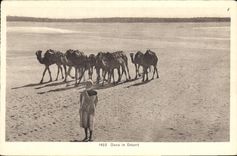 CPA Dans le Desert Chameaux