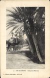 CPA Sud Algerien Groupe de Palmiers 