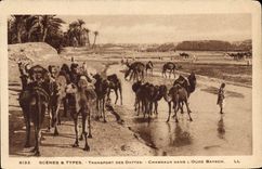 CPA Scenes et Types Transport des Dattes Chameaux dans l'Oued Bayech 