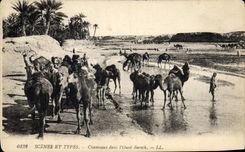 CPA Scenes et Types Chameaux dans l'Oeud Bavech 