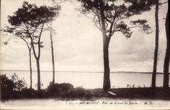 CPA Arcachon Pins sur le bord du Bassin 