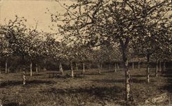 CPA La Normandie Pittoresque Pommiers en Fleurs 