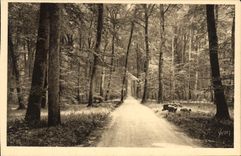 CPA Fontainebleau S et M la Foret Route Ronde 