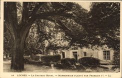 CPA Loches Le Chateau Royal marronnier Plante par Francois 1er
