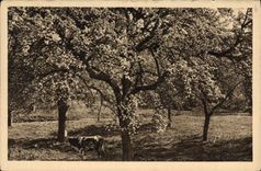 CPA La Douce France Normandie Pommiers en fleurs 