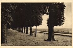 CPA Saint Germain en Laye Les Quinconces de la Terrasse 