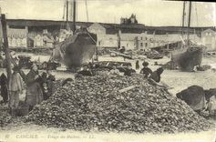 REPRO Cancale Triage des Huitres 