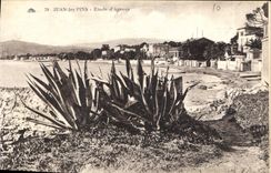 CPA Juan les Pins Etude d'Agaves 