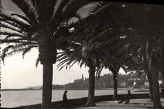 CPA Menton Allee des Palmiers 