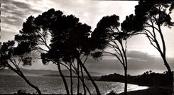 CPA La Cote d'Azur Coucher de soleil a travers les pins parasols 