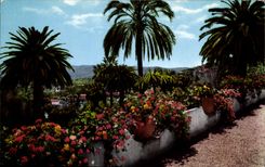 CPA Cote d'Azur et Provence Sa vegetation exotique 